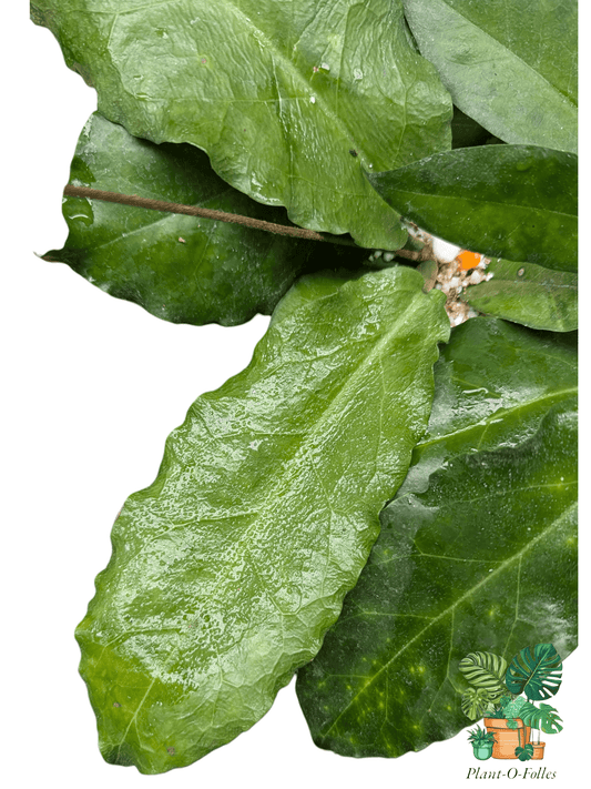 Hoya versteegii - Plant - O - Folles