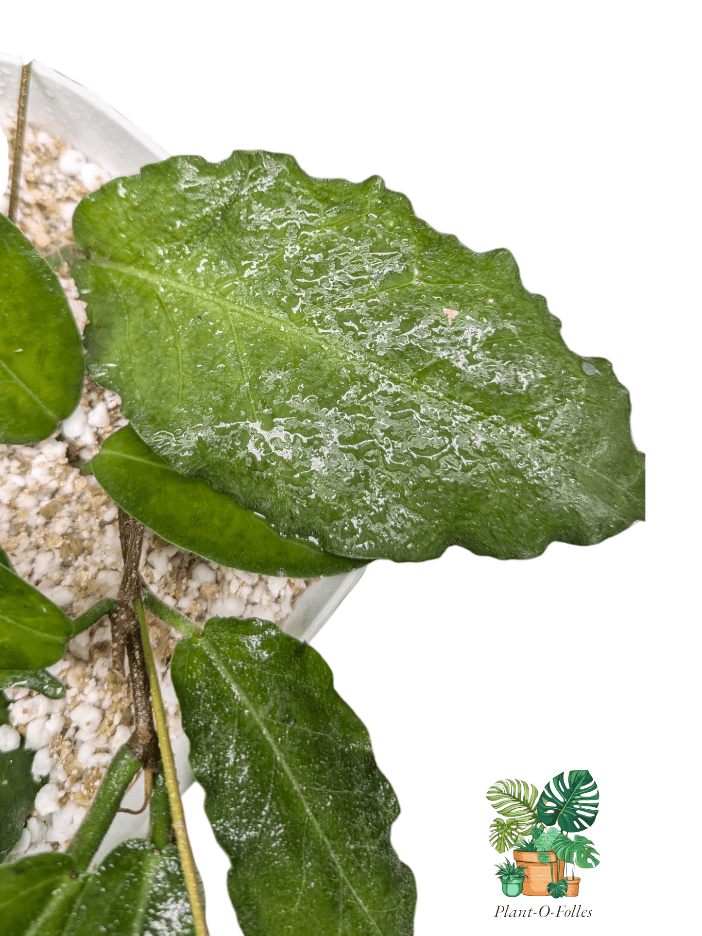 Hoya versteegii - Plant - O - Folles