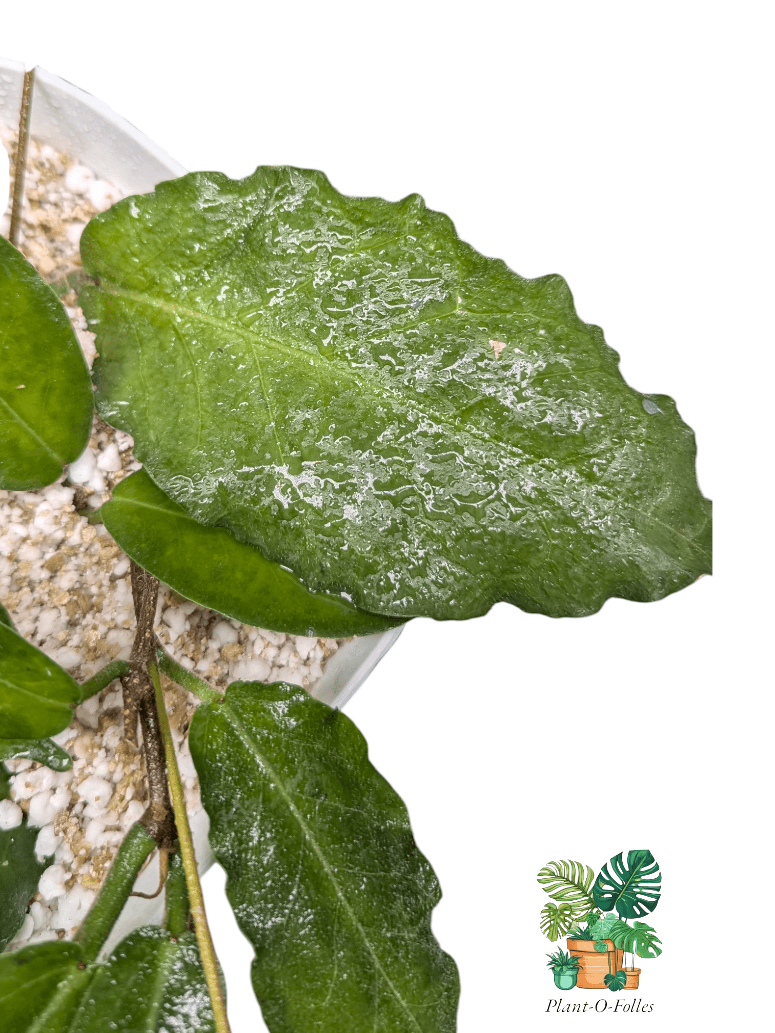 Hoya versteegii - Plant - O - Folles