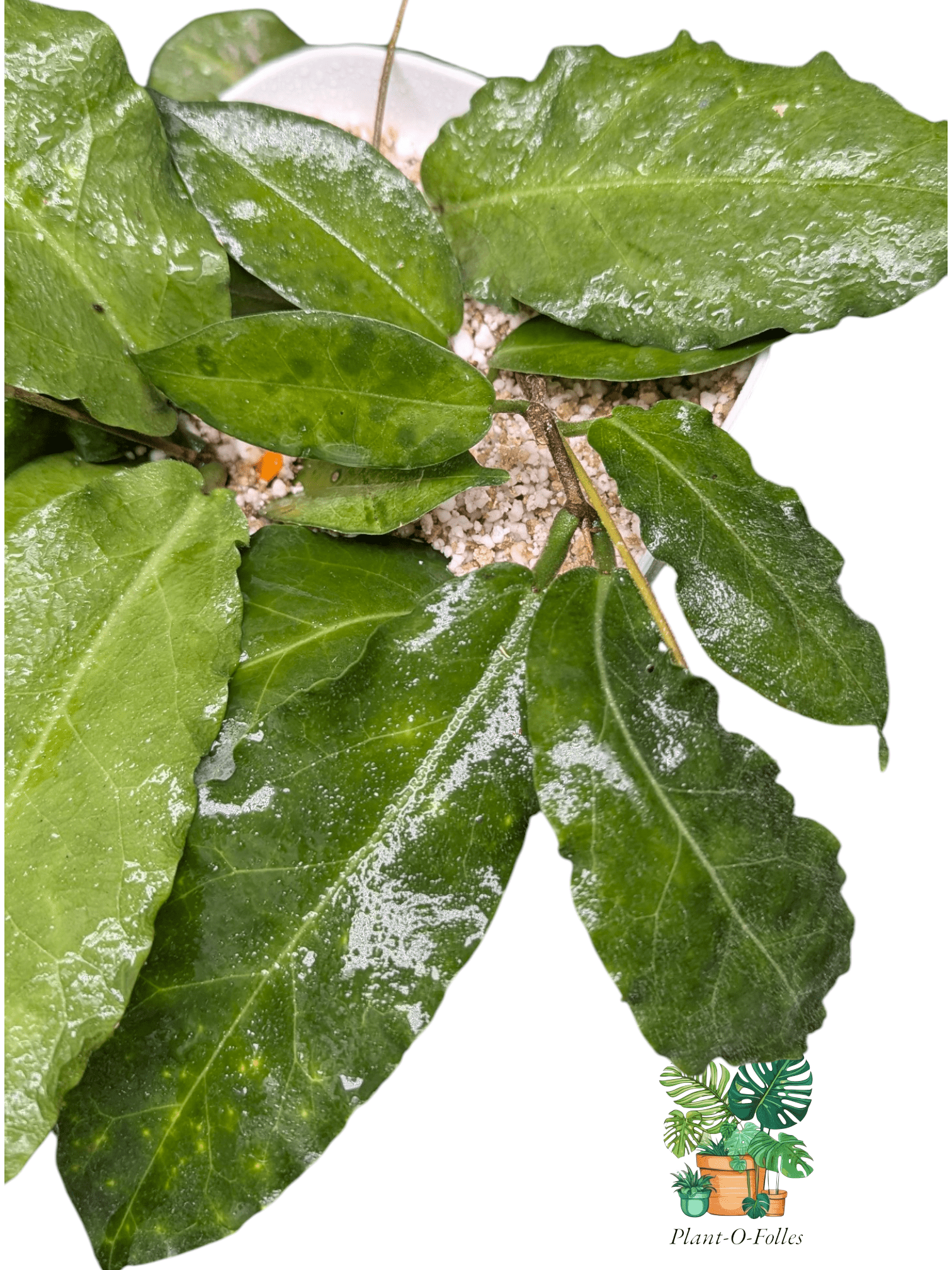 Hoya versteegii - Plant - O - Folles