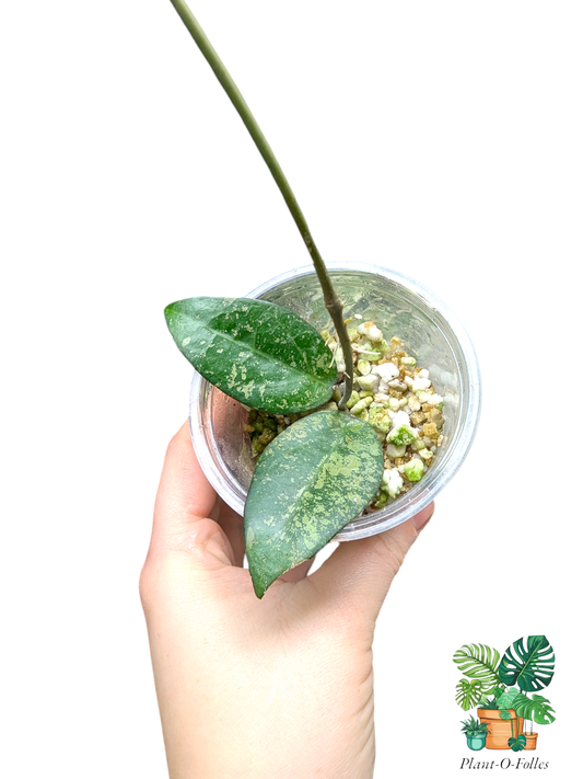 Hoya verticillata ‘Nganjuk Splash’ – Variété tropicale rare - Plant - O - Folles