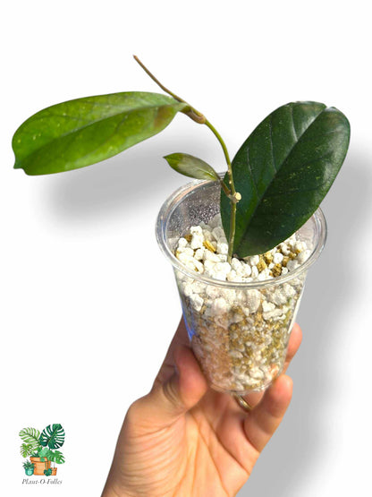 Hoya viola, Rare Variegated Aroid, Tropical Indoor Plant, Arrow Leaf Houseplant for Collectors - Plant - O - Folles