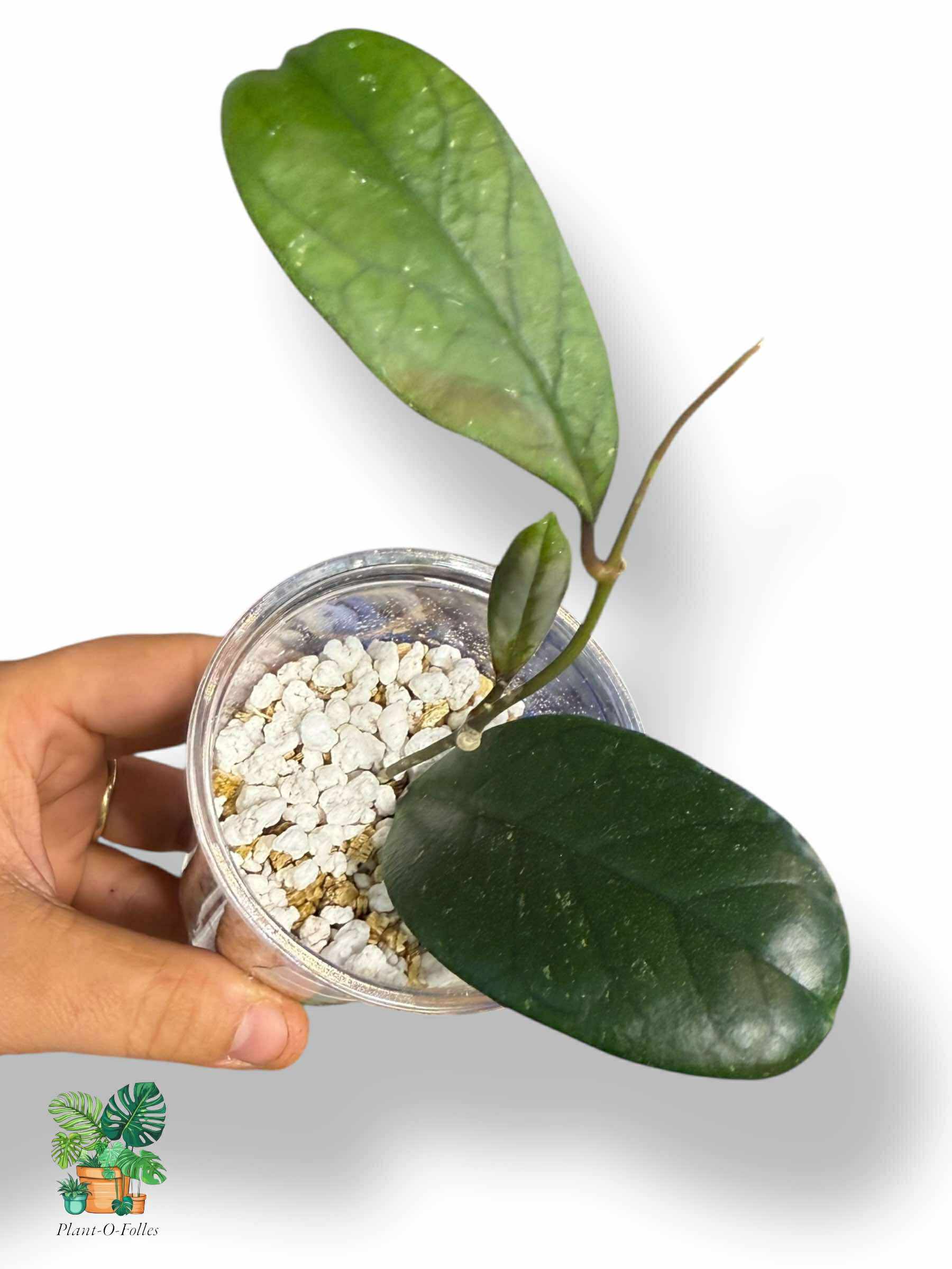 Hoya viola, Rare Variegated Aroid, Tropical Indoor Plant, Arrow Leaf Houseplant for Collectors - Plant - O - Folles