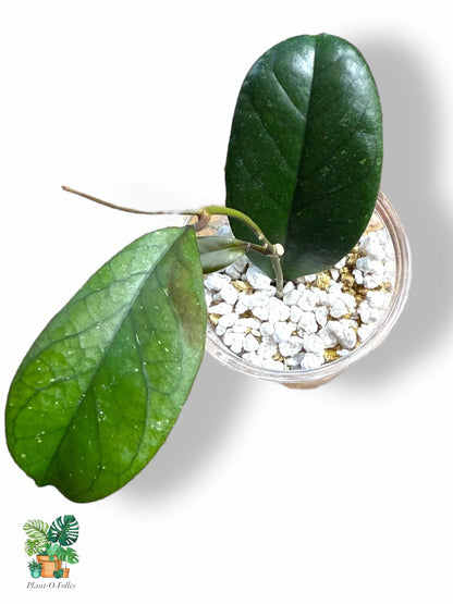 Hoya viola, Rare Variegated Aroid, Tropical Indoor Plant, Arrow Leaf Houseplant for Collectors - Plant - O - Folles