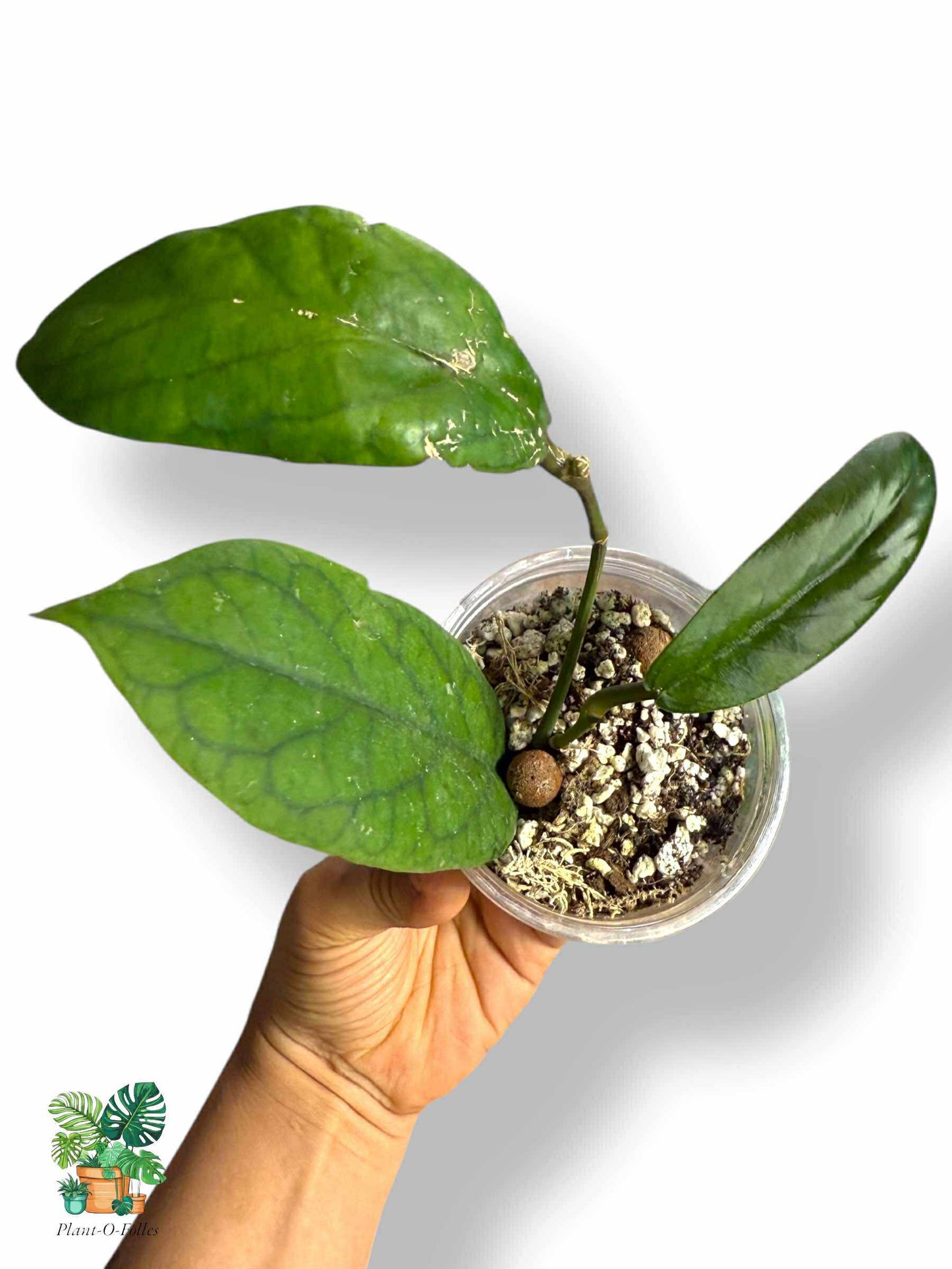 Hoya vitellinoides, Rare Variegated Aroid, Tropical Indoor Plant, Arrow Leaf Houseplant for Collectors - Plant - O - Folles