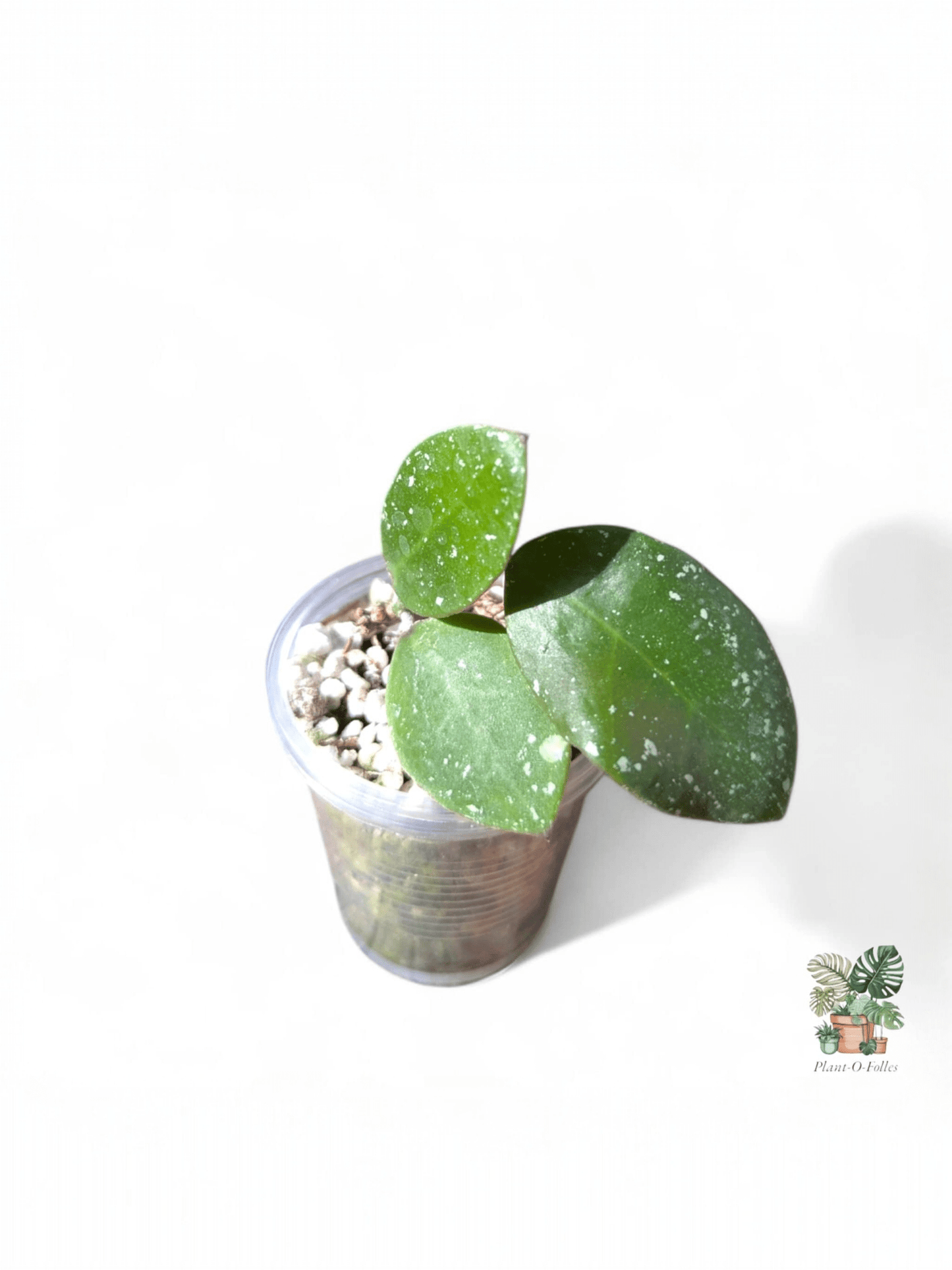 Hoya walianiana UT - 152 - Plant - O - Folles