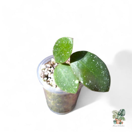 Hoya walianiana UT - 152, Rare Variegated Aroid, Tropical Indoor Plant, Arrow Leaf Houseplant for Collectors - Plant - O - Folles
