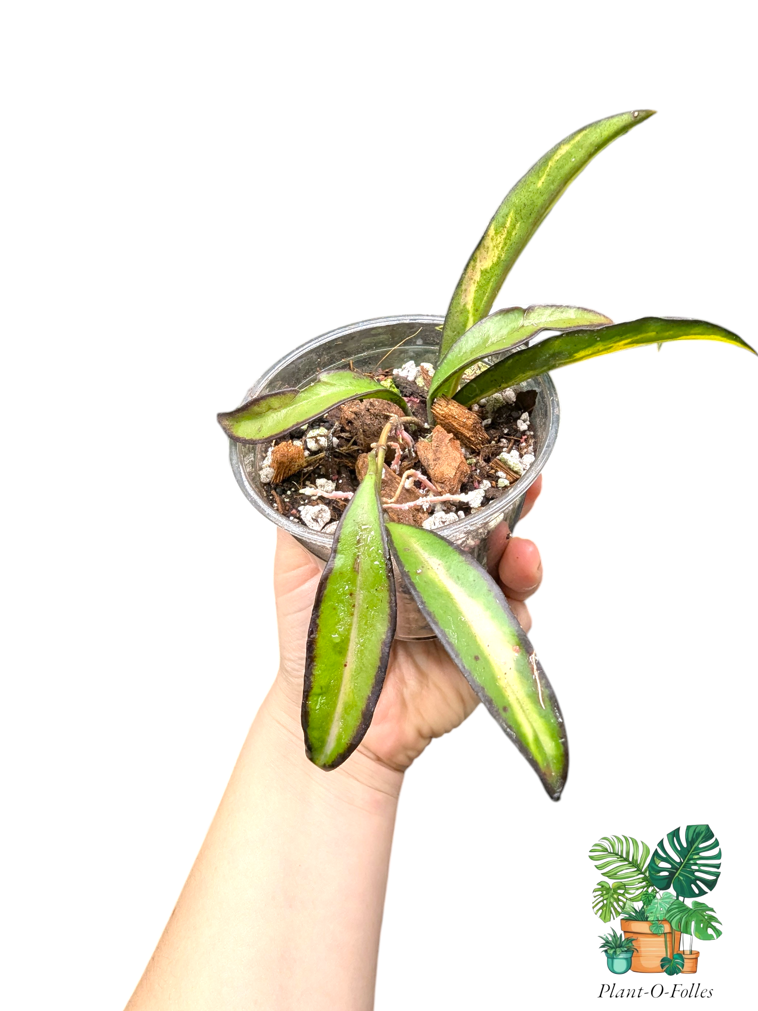 Hoya wayetii ‘Tricolor’ – Variété tropicale panachée - Plant - O - Folles