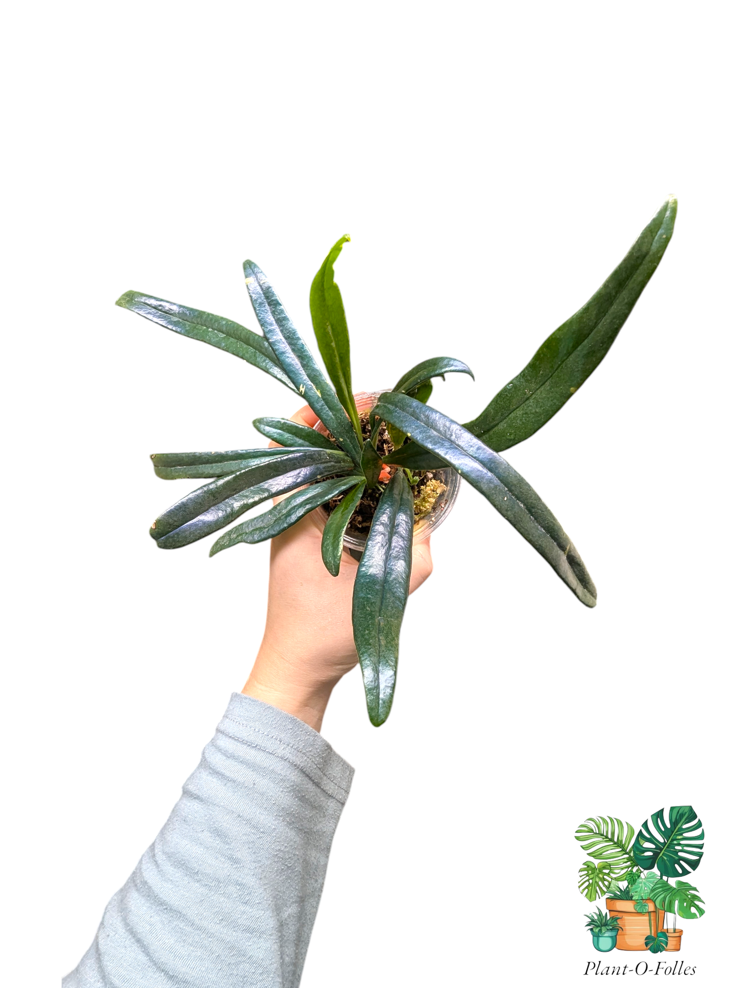 Microsorum thailandicum (Blue Oil Fern) - Plant - O - Folles