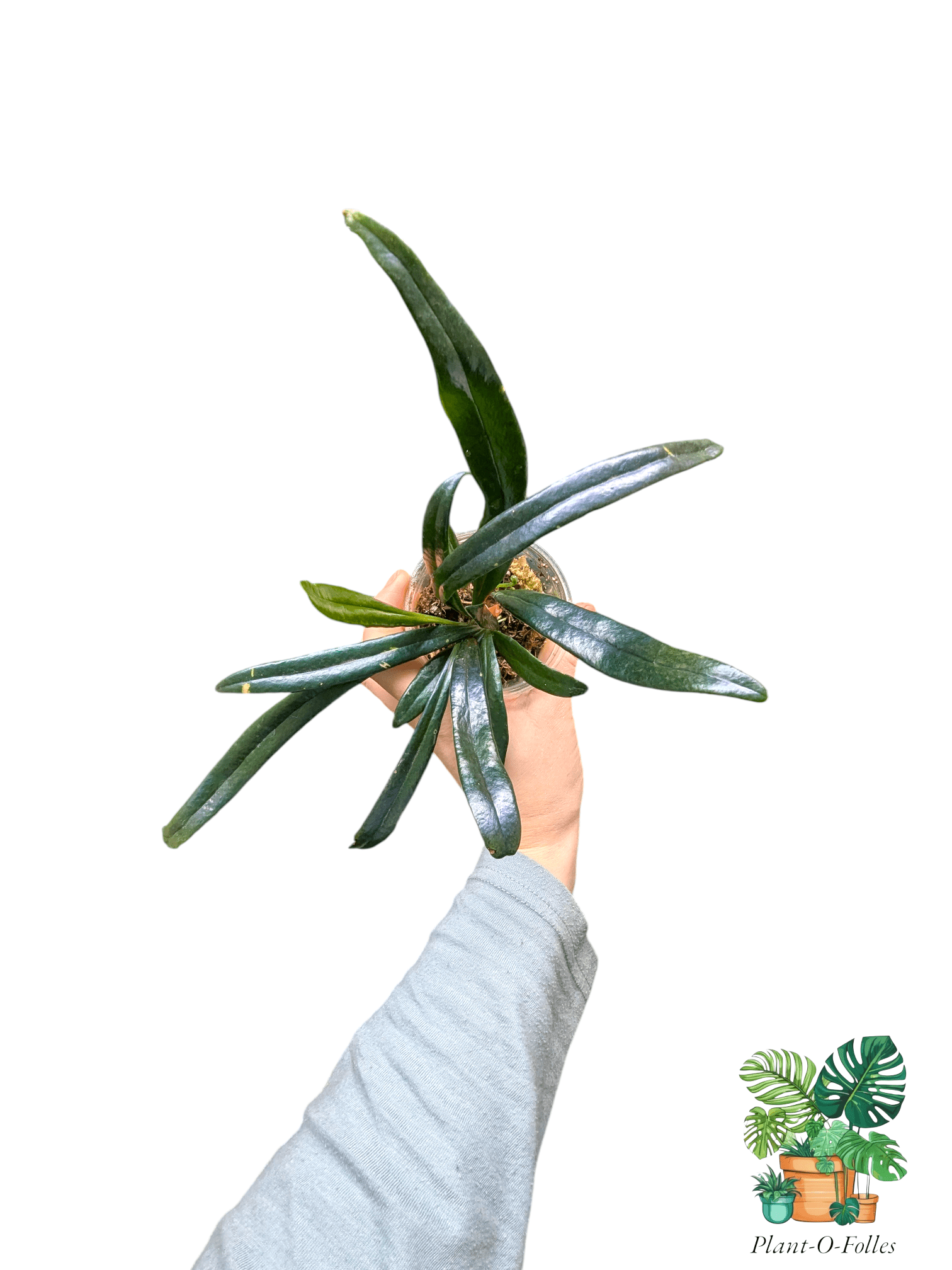 Microsorum thailandicum (Blue Oil Fern) - Plant - O - Folles