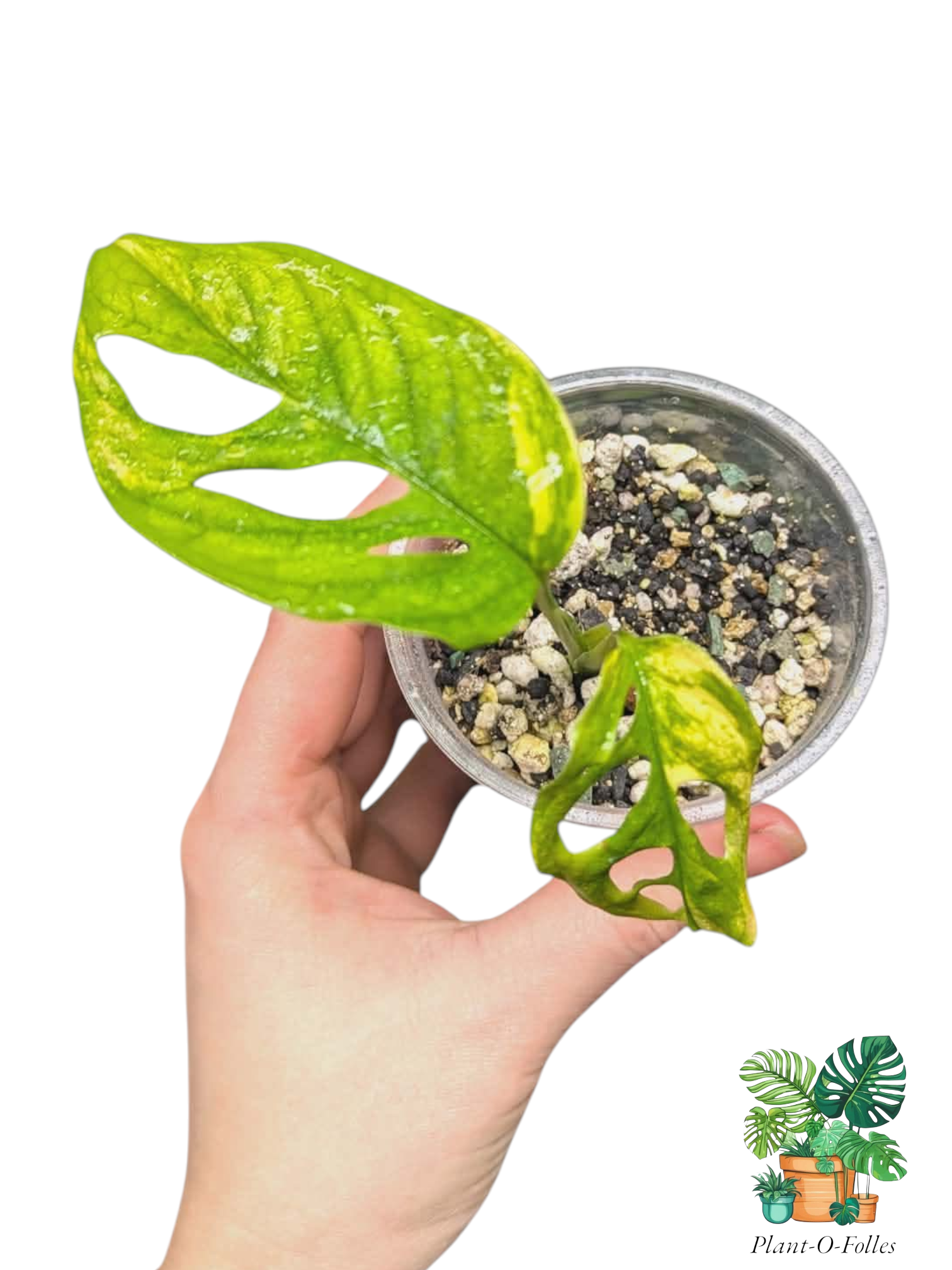 Monstera adansonii ‘Aurea’ - au feuillage perforé doré - Plant - O - Folles