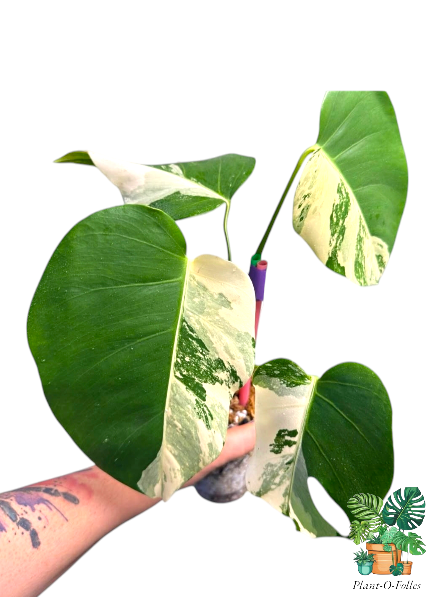 Monstera ‘Albo Variegata’ – Variété tropicale panachée rare - Plant - O - Folles