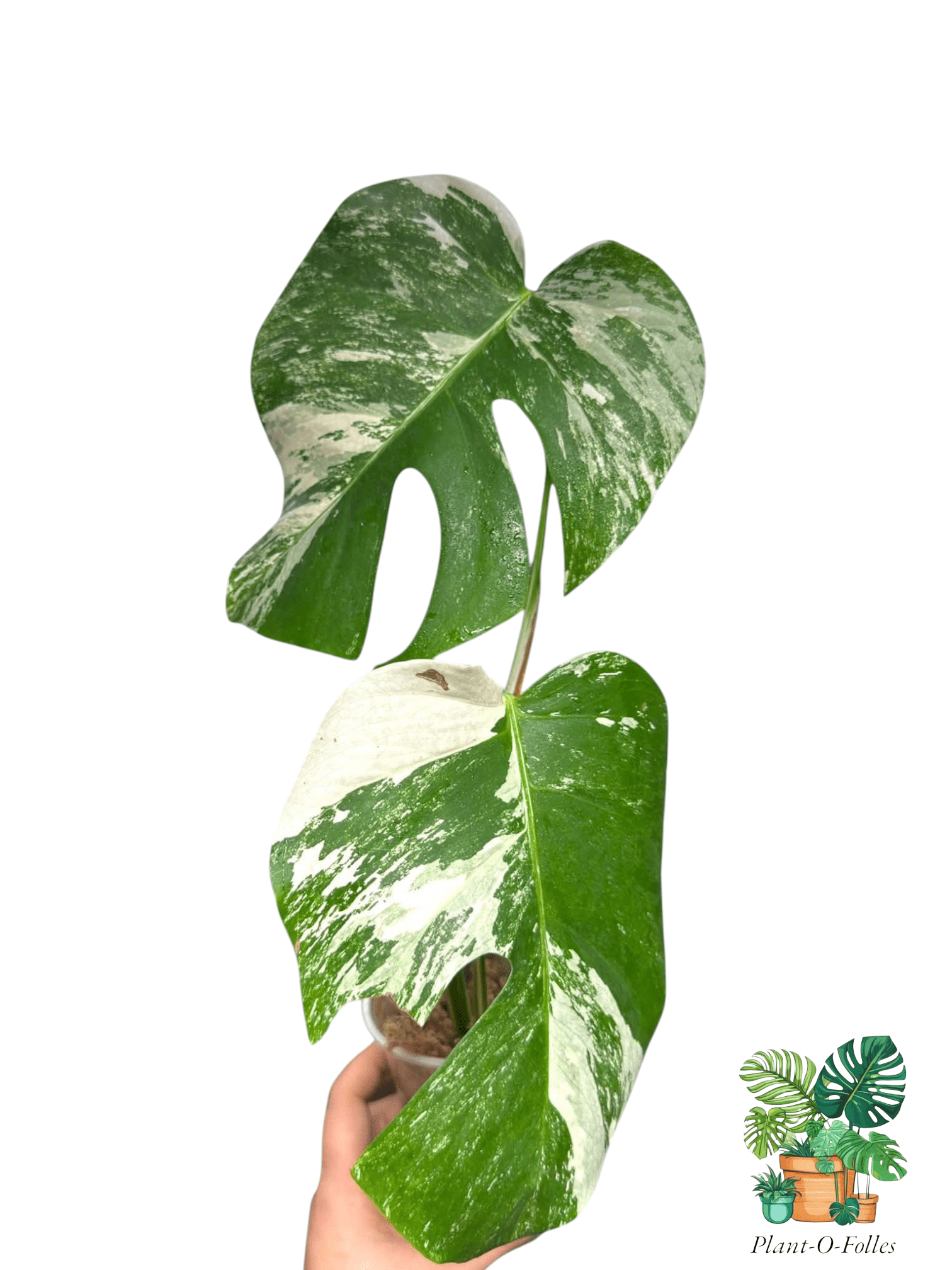 Monstera ‘Albo Variegata’ – Variété tropicale panachée rare - Plant - O - Folles