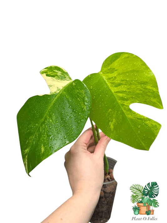 Monstera aurea - Plant - O - Folles