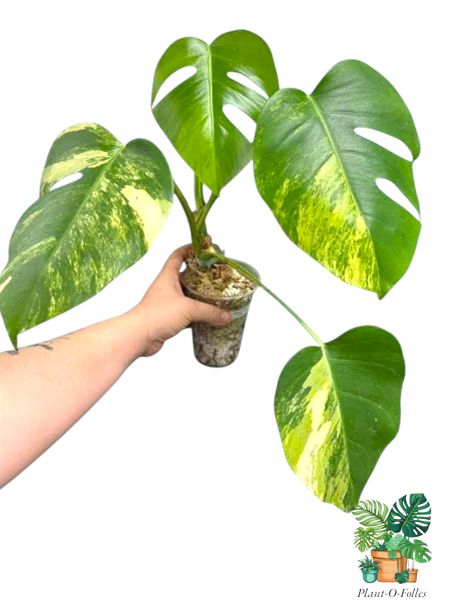 Monstera Aurea – Feuilles graphiques aux tons lumineux - Plant - O - Folles