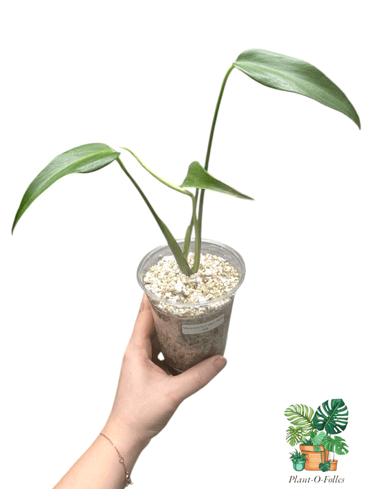 Monstera burle marx flame - Plant - O - Folles
