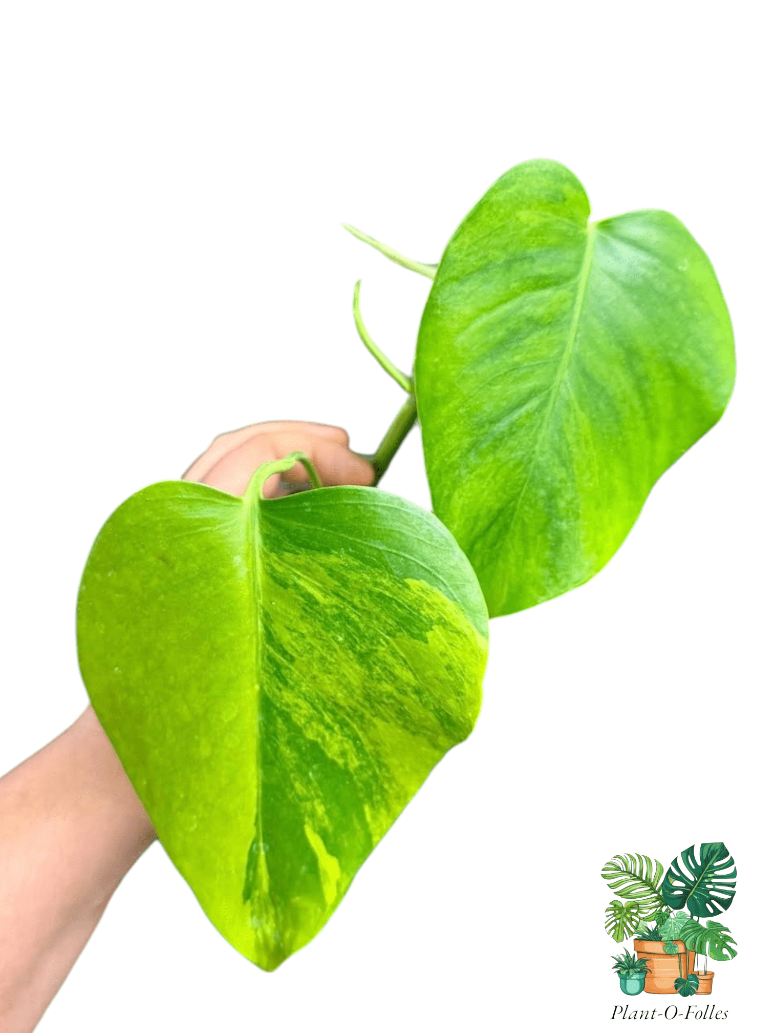Monstera ‘Green on Green’ – Variété rare panachée - Plant - O - Folles