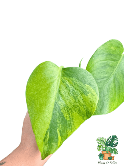 Monstera ‘Green on Green’ – Variété rare panachée - Plant - O - Folles