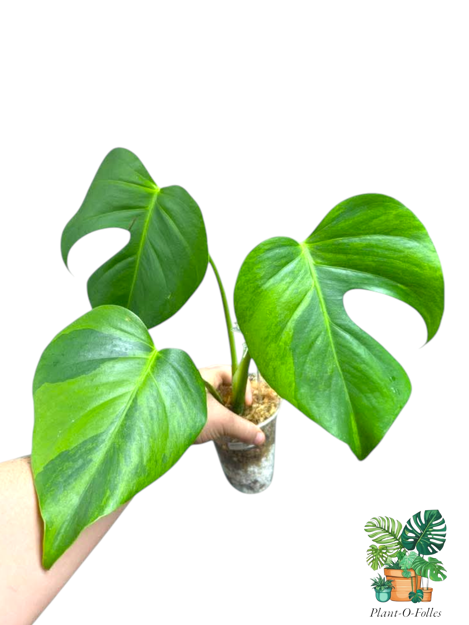 Monstera ‘Green on Green’ – Variété rare panachée - Plant - O - Folles
