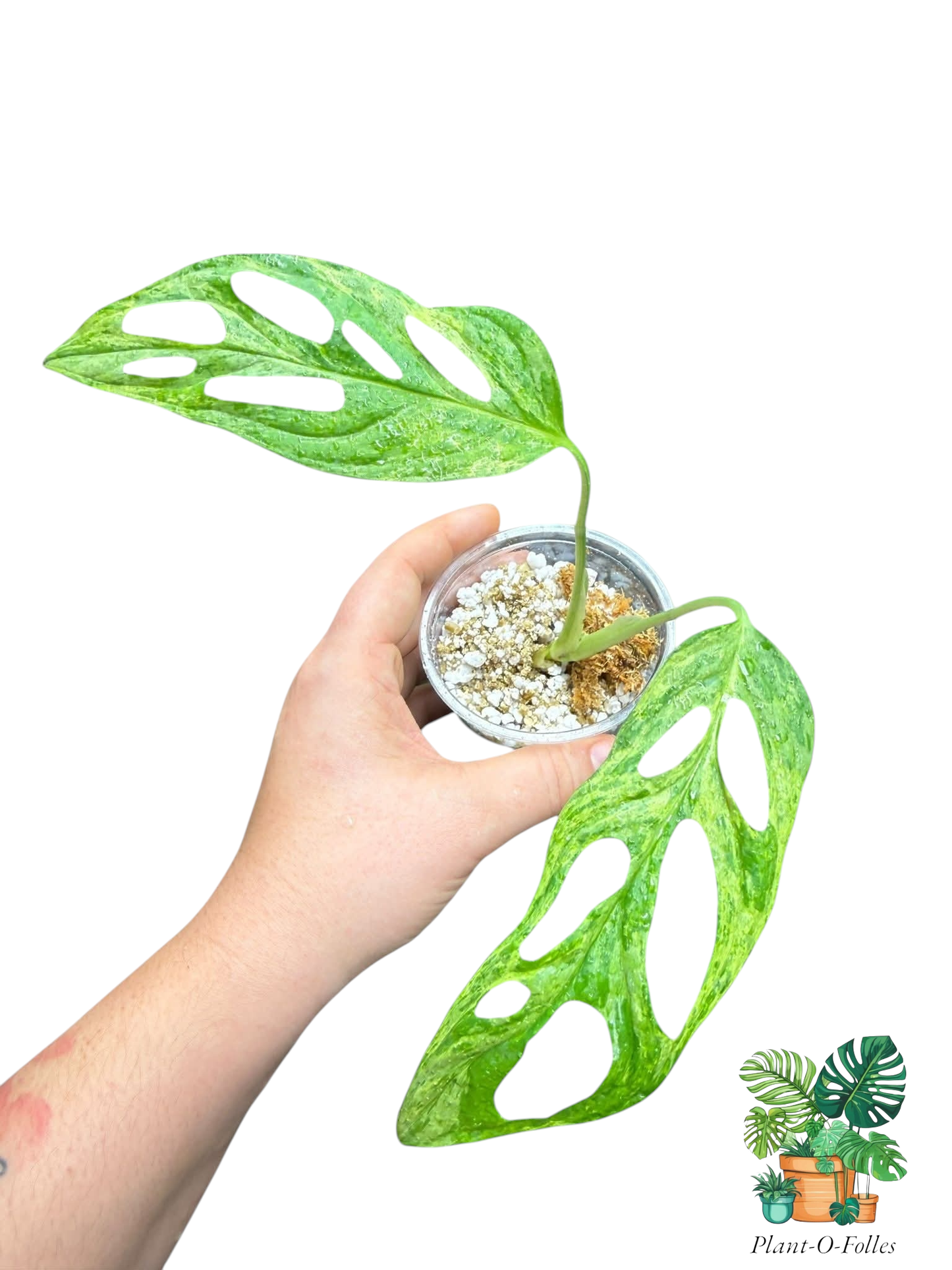 Monstera Indo Mint - Plant - O - Folles