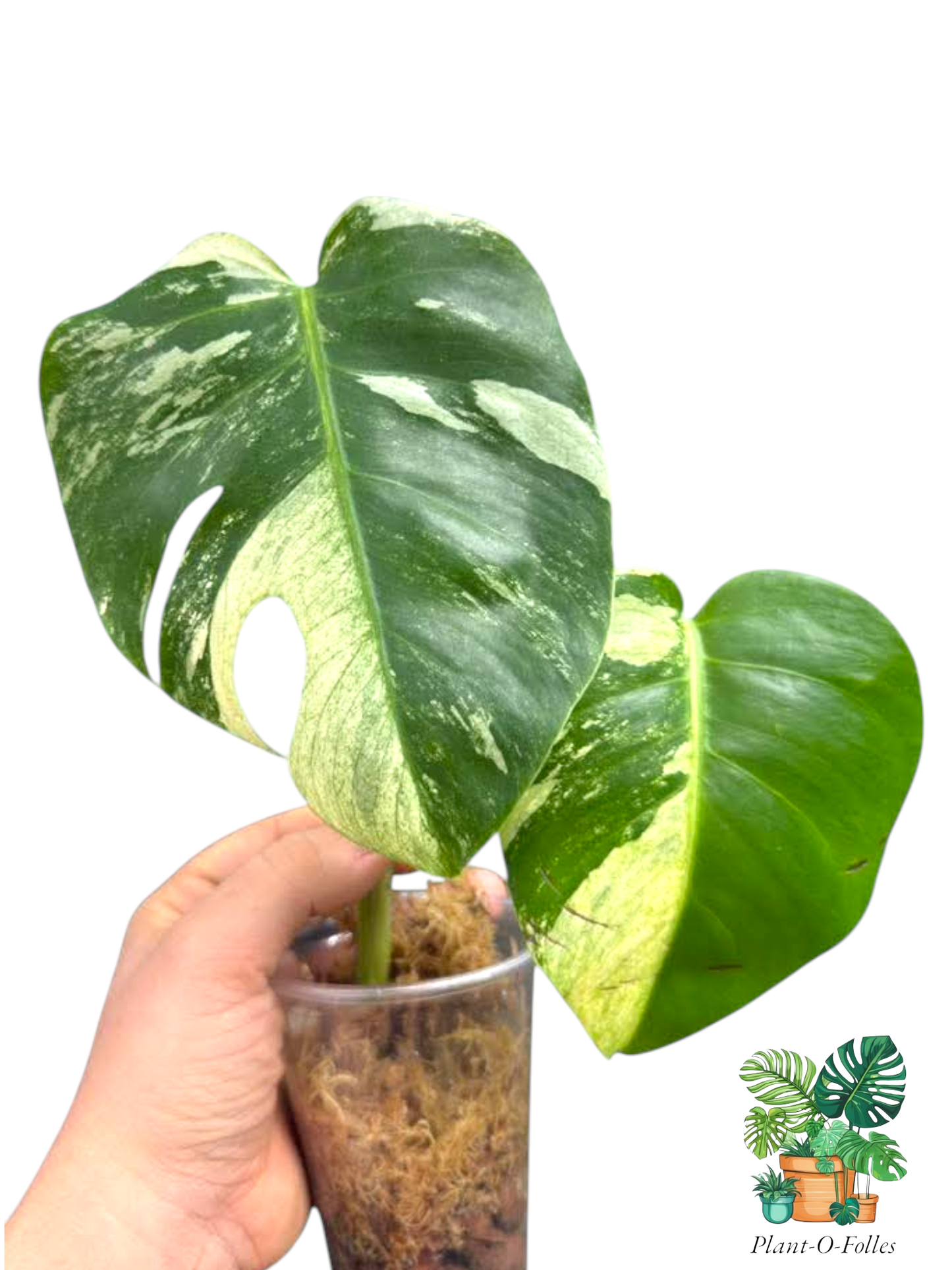 Monstera ‘Jungle Mint’ - nuances vert menthe - Plant - O - Folles
