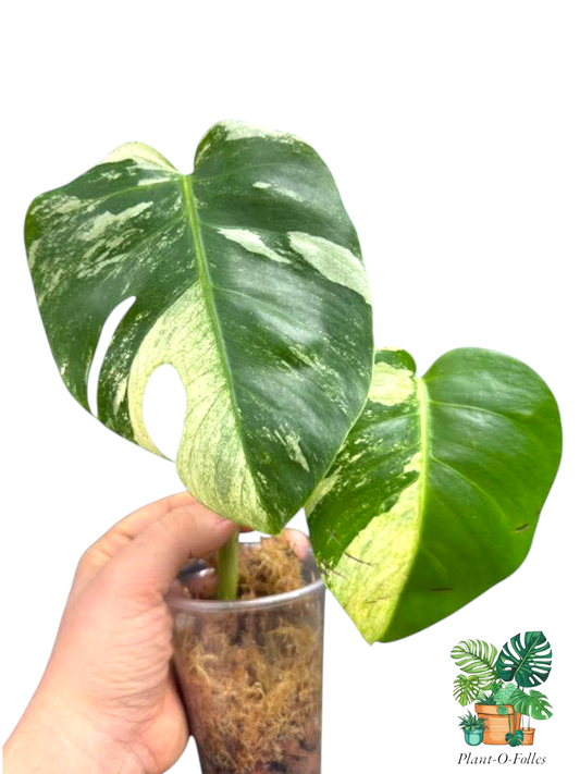 Monstera ‘Jungle Mint’ - nuances vert menthe - Plant - O - Folles