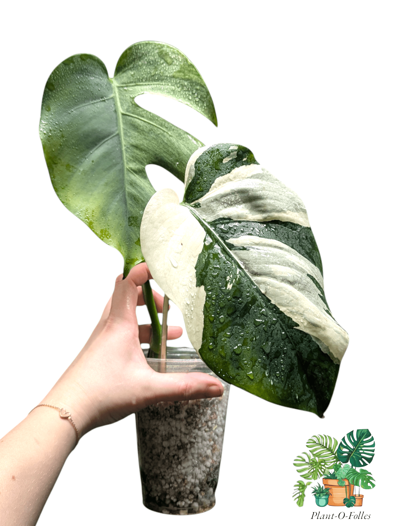 Monstera ‘Jungle Mint’ - nuances vert menthe - Plant - O - Folles
