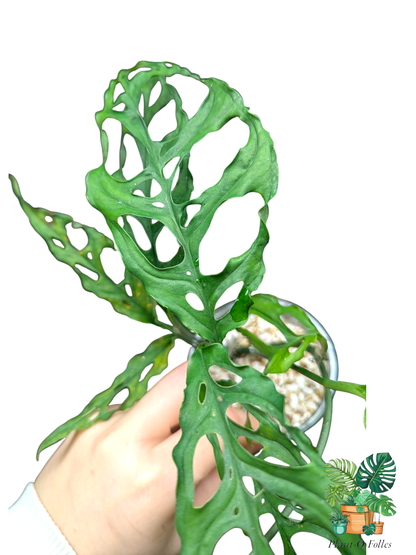 Monstera obliqua - Plant - O - Folles
