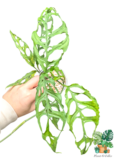 Monstera obliqua - Plant - O - Folles