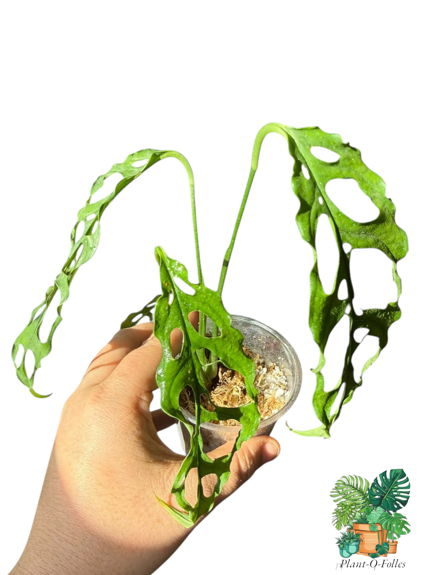 Monstera obliqua - Plant - O - Folles