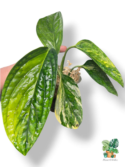 Monstera peru ‘Variegata’ – Variété rare panachée - Plant - O - Folles