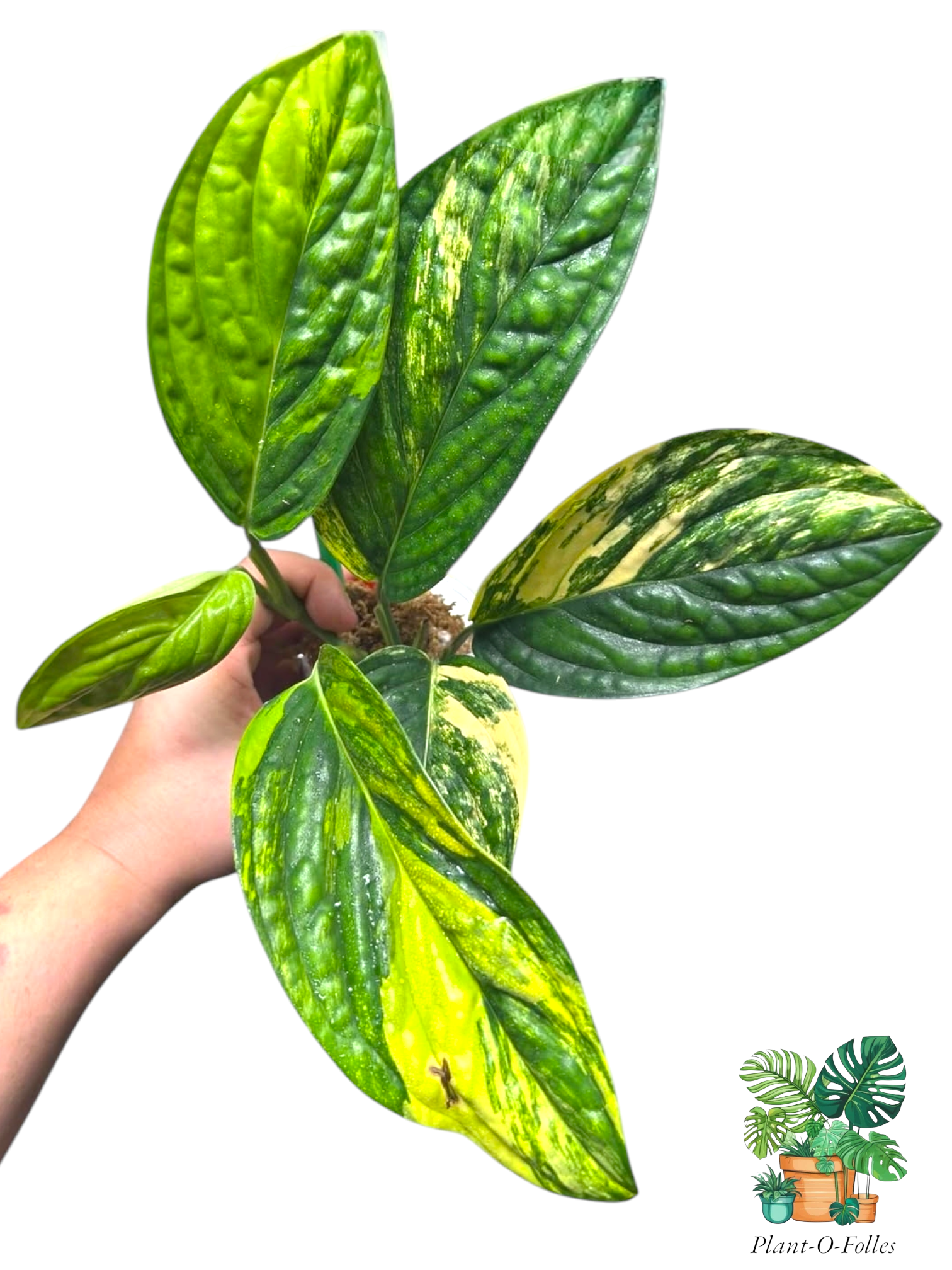 Monstera peru ‘Variegata’ – Variété rare panachée - Plant - O - Folles