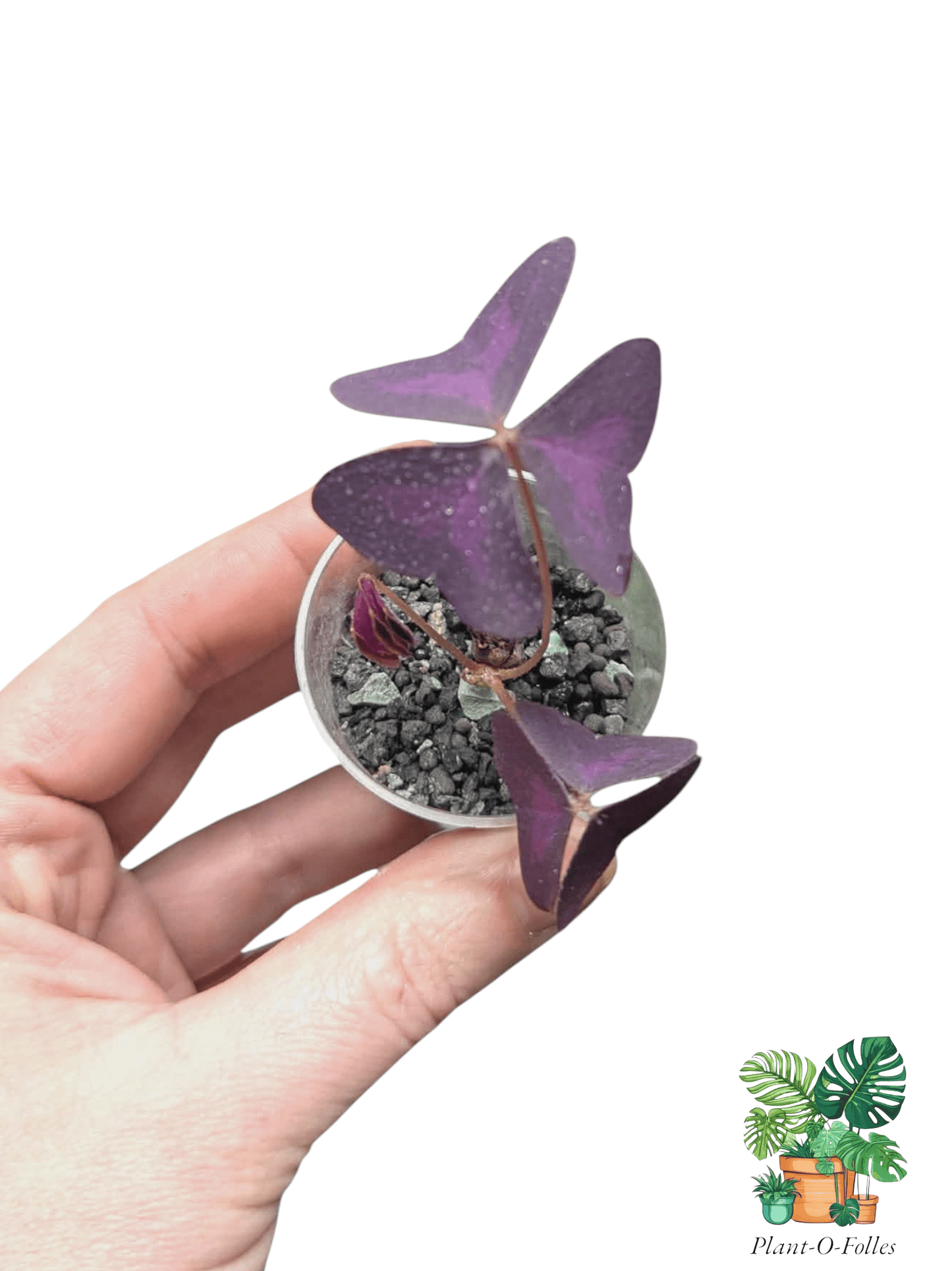Oxalis triangularis - Feuillage violet en forme de papillons - Plant - O - Folles