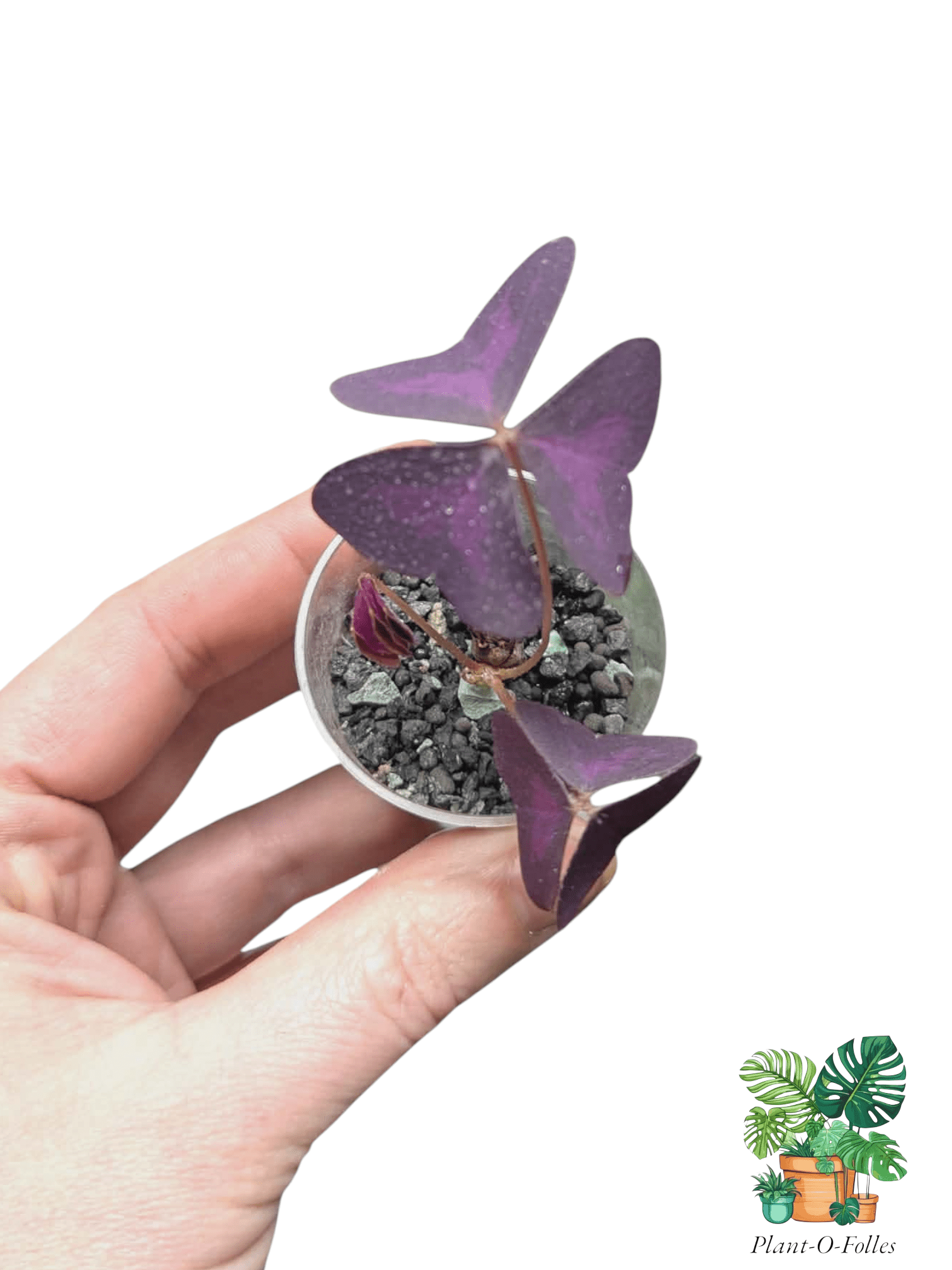 Oxalis triangularis - Feuillage violet en forme de papillons - Plant - O - Folles