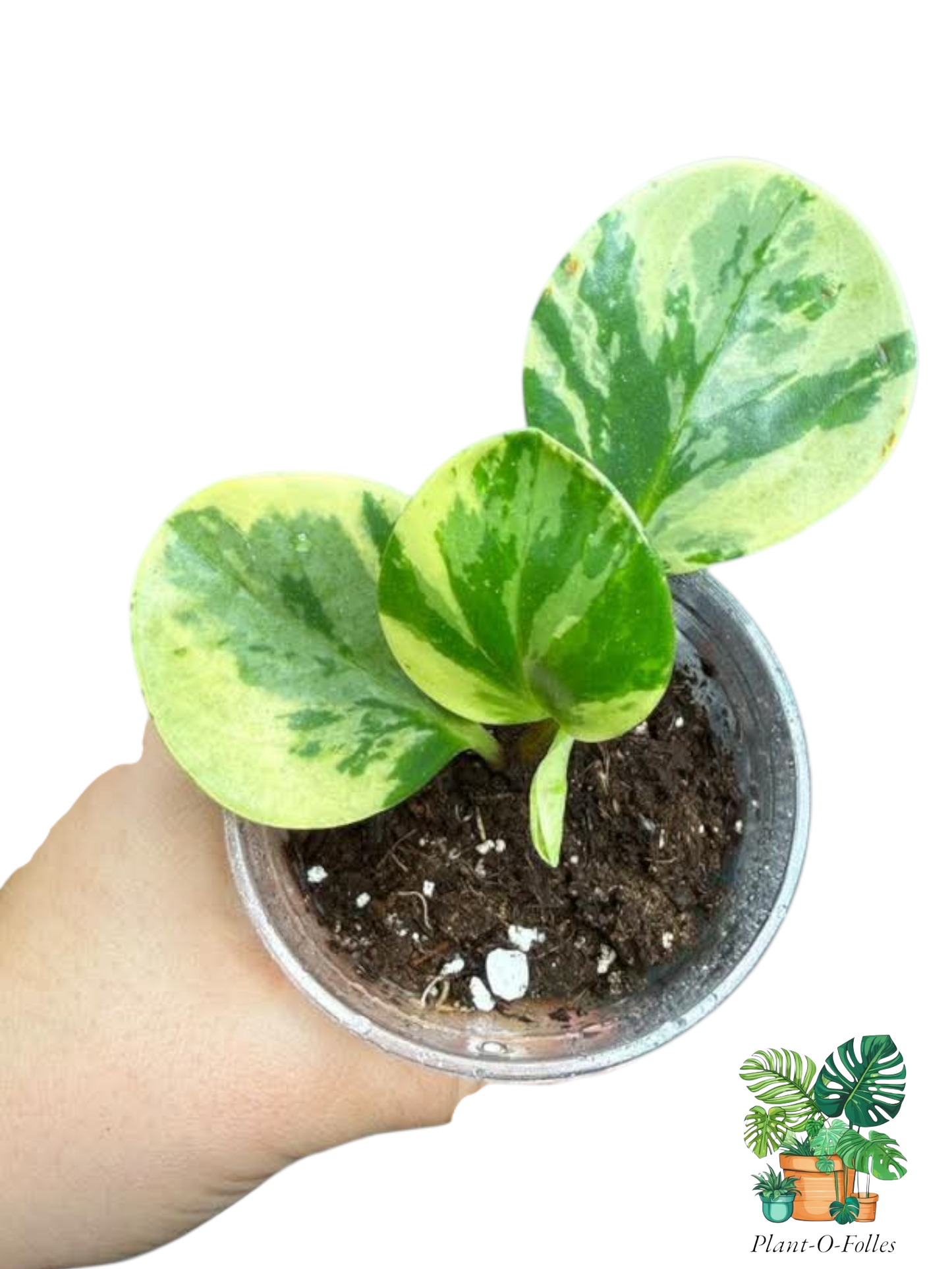 Peperomia obtusifolia ‘Marble’ - compacte marbrée - Plant - O - Folles