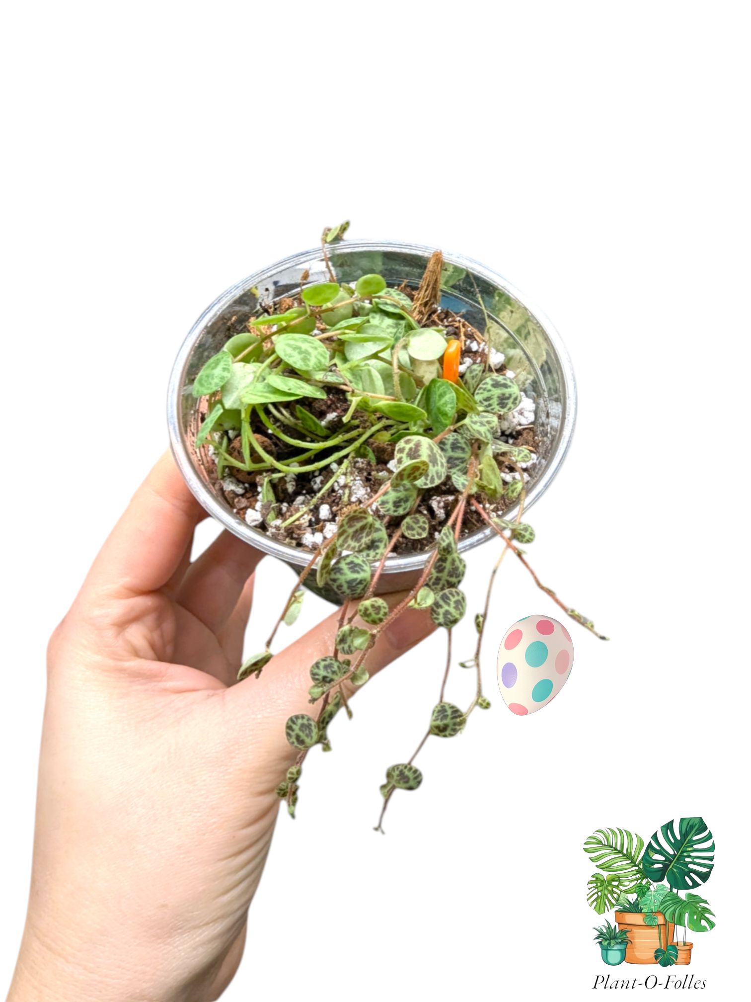 Peperomia prostrata ‘Chaînes de tortue’ – Variété tropicale décorative - Plant - O - Folles