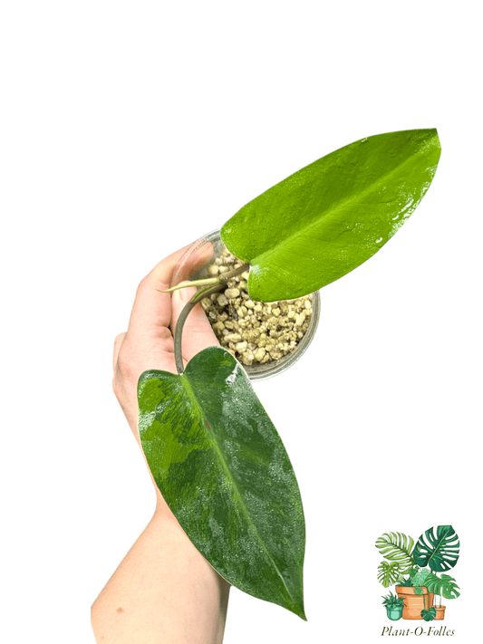 Philodendron Avocado Shake - Plant - O - Folles