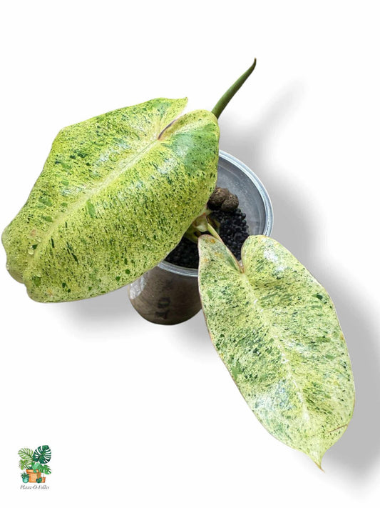 Philodendron Burl Marx Mint, Rare Variegated Aroid, Tropical Indoor Plant, Arrow Leaf Houseplant for Collectors - Plant - O - Folles