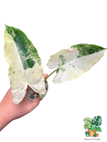 Philodendron Burl Marx Snow White - Plant - O - Folles
