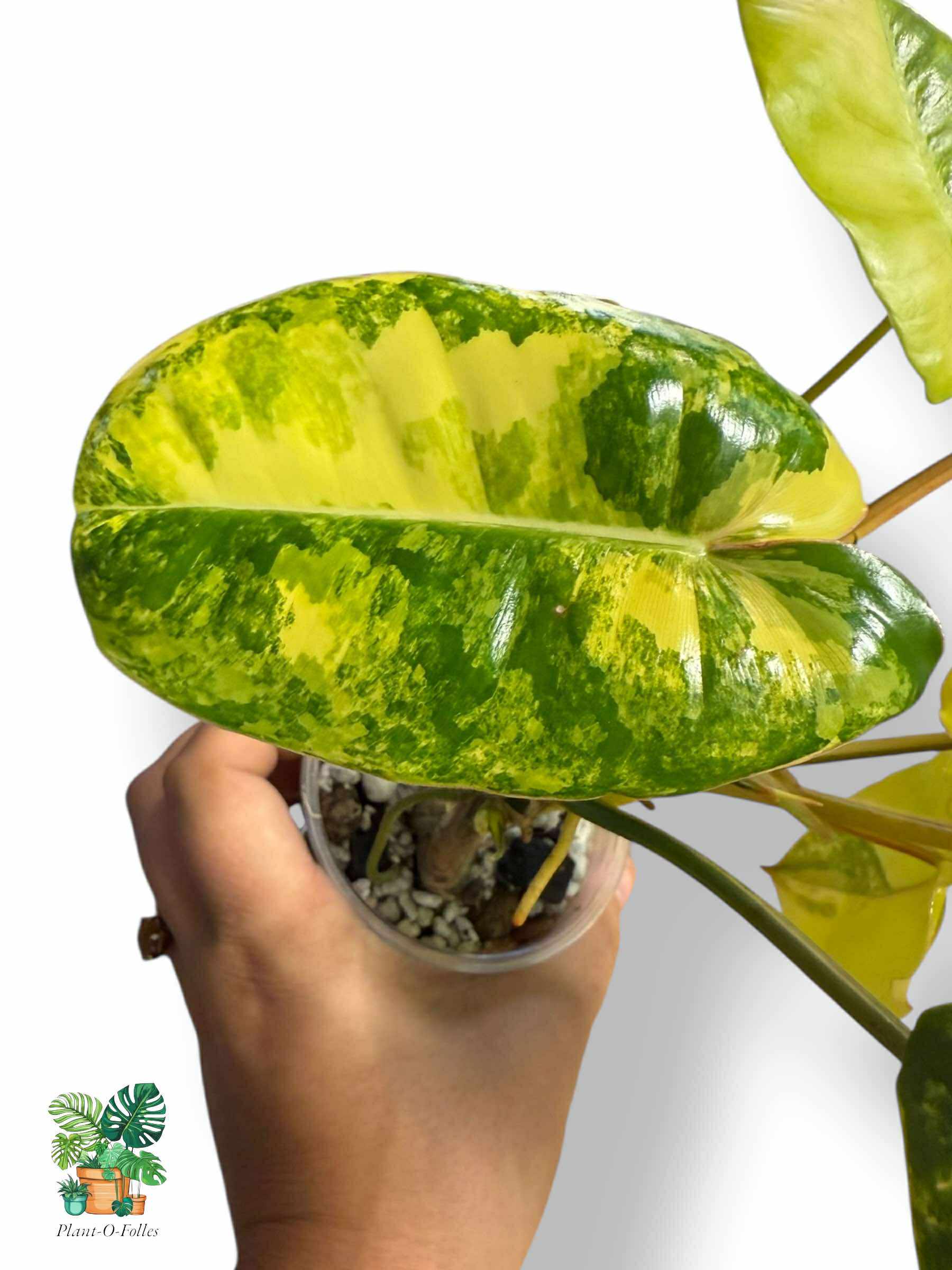 Philodendron burl marx variegata, Rare Variegated Aroid, Tropical Indoor Plant, Arrow Leaf Houseplant for Collectors - Plant - O - Folles