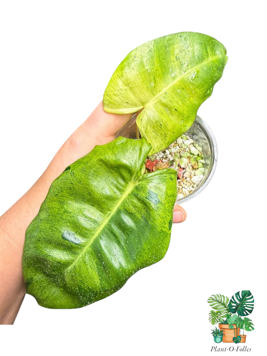 Philodendron Burl Marx x Paraiso Verde - Plant - O - Folles