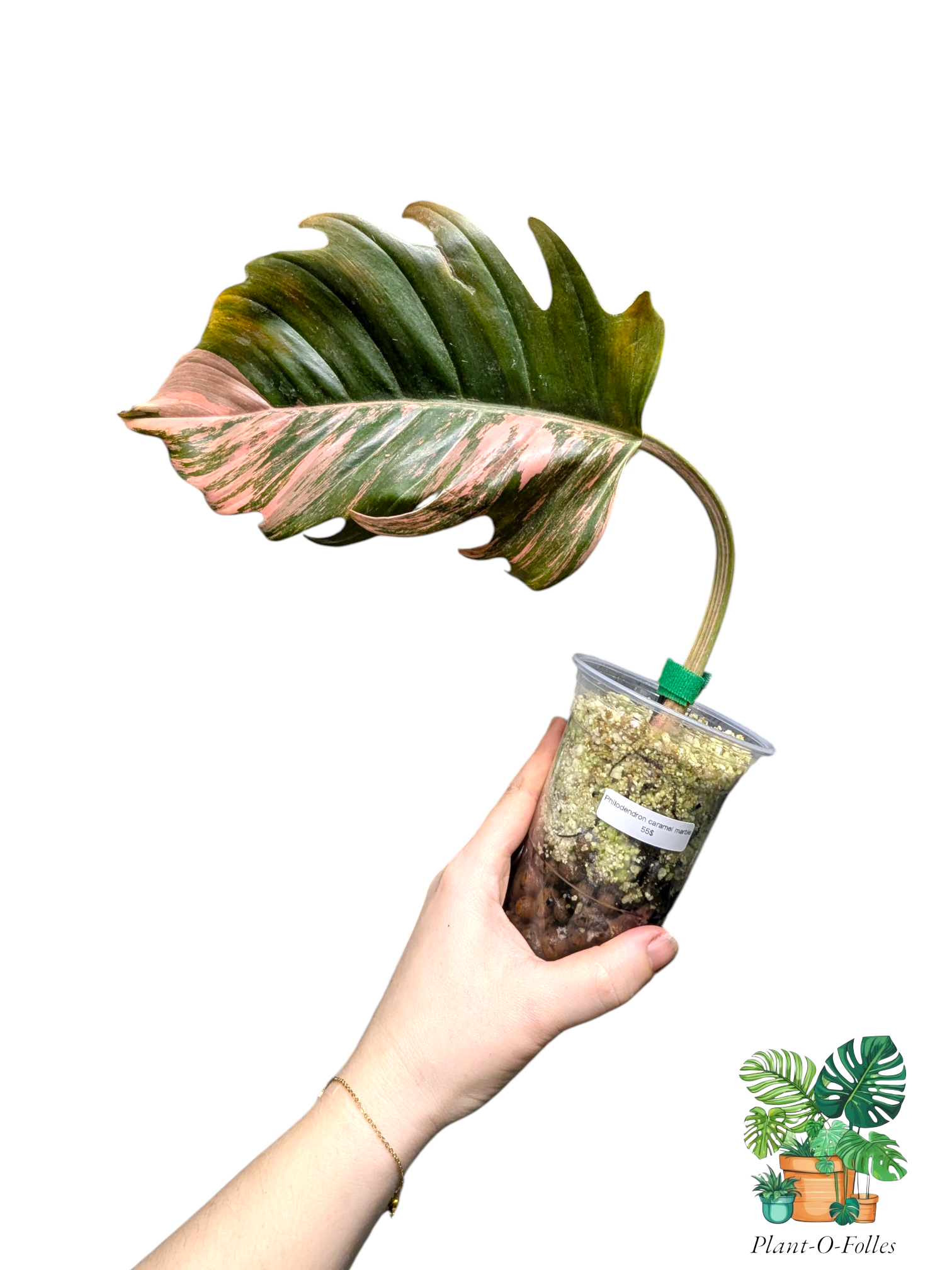 Philodendron 'Caramel Marble' – Feuillage panaché exotique - Plant - O - Folles