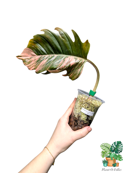 Philodendron 'Caramel Marble' – Feuillage panaché exotique - Plant - O - Folles
