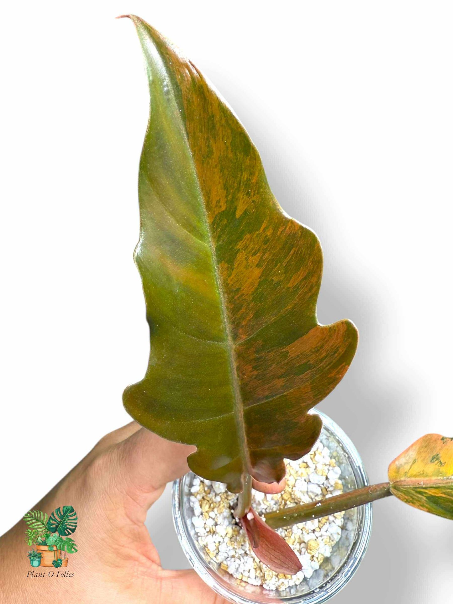 Philodendron 'Caramel Marble', Rare Variegated Aroid, Tropical Indoor Plant, Arrow Leaf Houseplant for Collectors - Plant - O - Folles