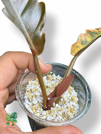 Philodendron 'Caramel Marble', Rare Variegated Aroid, Tropical Indoor Plant, Arrow Leaf Houseplant for Collectors - Plant - O - Folles