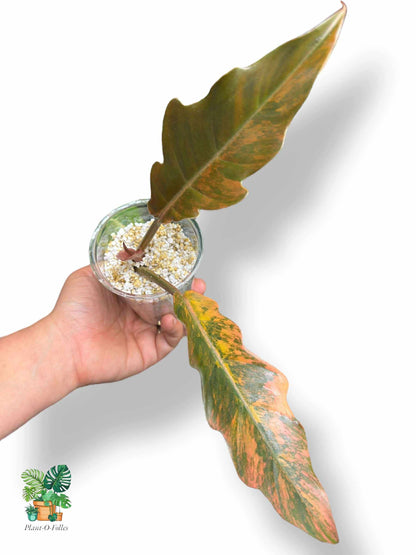 Philodendron 'Caramel Marble', Rare Variegated Aroid, Tropical Indoor Plant, Arrow Leaf Houseplant for Collectors - Plant - O - Folles