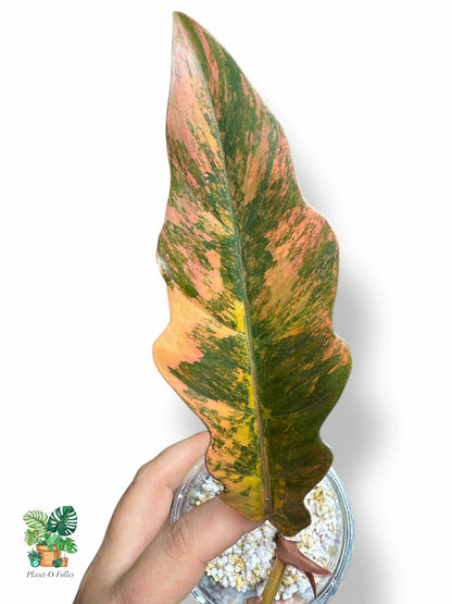 Philodendron 'Caramel Marble', Rare Variegated Aroid, Tropical Indoor Plant, Arrow Leaf Houseplant for Collectors - Plant - O - Folles