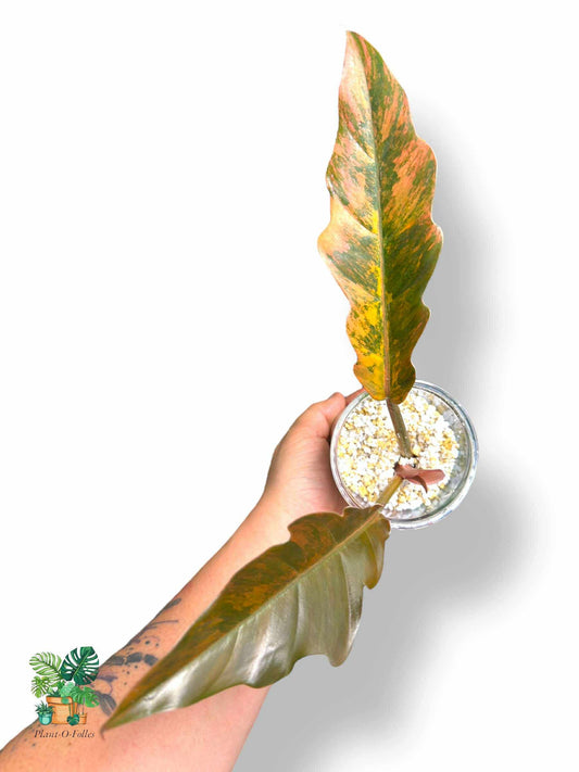 Philodendron 'Caramel Marble', Rare Variegated Aroid, Tropical Indoor Plant, Arrow Leaf Houseplant for Collectors - Plant - O - Folles