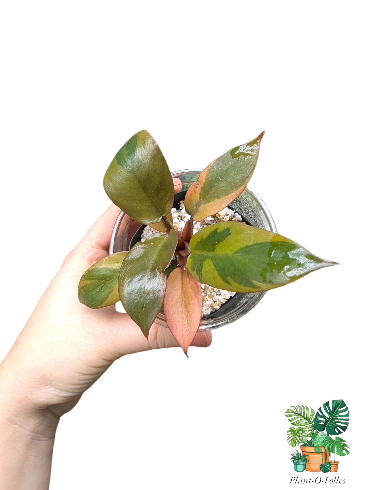 Philodendron ‘Dark Lord Variegata’ – Variété tropicale panachée rare - Plant - O - Folles
