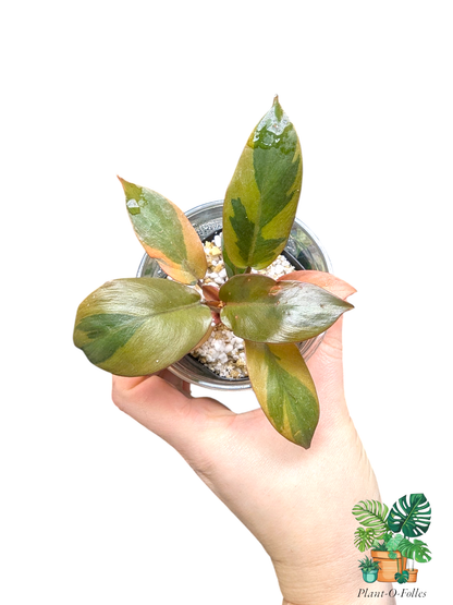 Philodendron ‘Dark Lord Variegata’ – Variété tropicale panachée rare - Plant - O - Folles